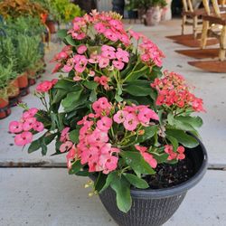 Crown of Thorns, Corona de Cristo PLANTS ARRIVE, BEAUTIFUL AND HEALTHY. $25 EACH