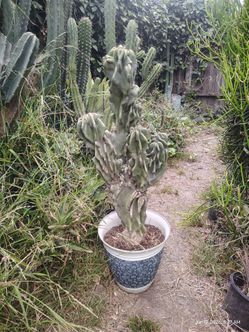 Monstroses apple cactus plant