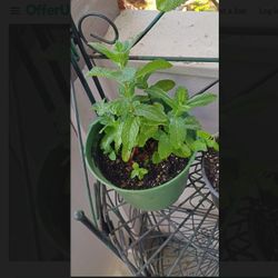 Mint Plants