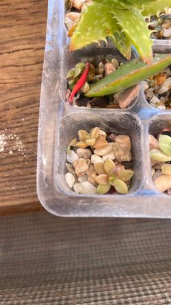 Home-Grown Graptopetalum Succulents