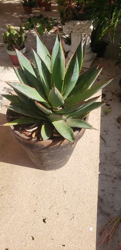 Plants