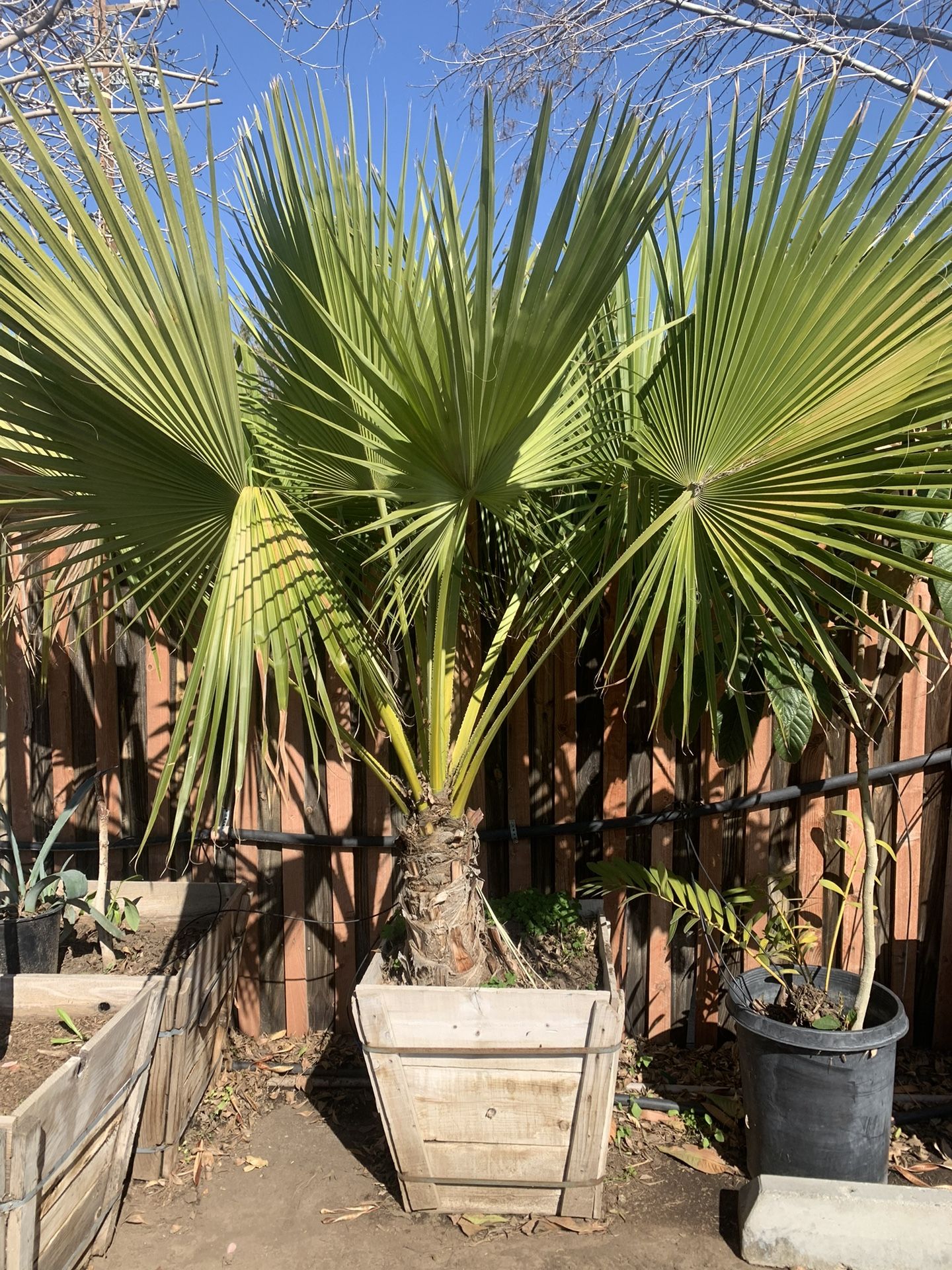 Brahea edulis, the Guadalupe palm or palma de Guadalupe Palm Tree