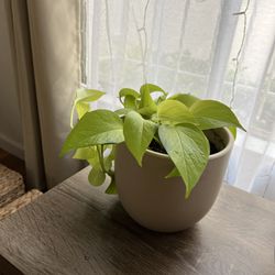 Pothos Neon Plant - Small - With Pot