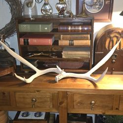 Pair Large 22 Inch elk Antler Sheds taxidermy