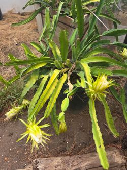 Mature Dragon Fruit. Pink Pitaya. Notice The New Buds. More Pictures Added On 9/23/25. You Can See This Is Really A Mature Plant and it is growing qu