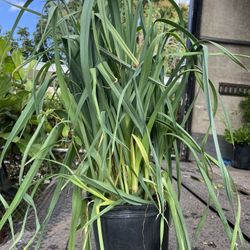 Cebolla Blanca, Cilantro, Menta, Cilantro, Romero Y Cebollino En 3 gls Por. SPECIAL PRICE🤩