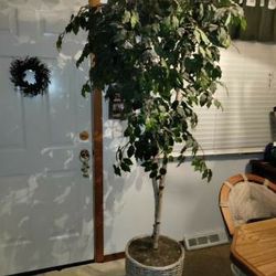 Beautiful Ficus Tree! Artificial! Excellent shape! 