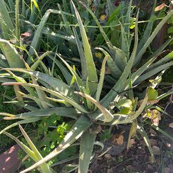 Aloe Vera Plants