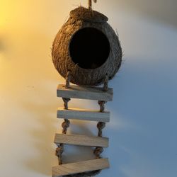 Reptile Coconut Hide