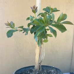 Guayabo Cherry/  Guava Strawberry 