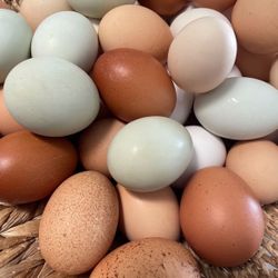 Fresh Eggs