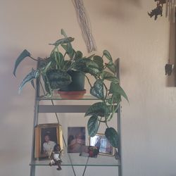 Beautiful Silver Satan Pothos