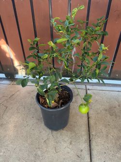 Lemon tree