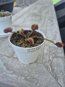 Maroon monster