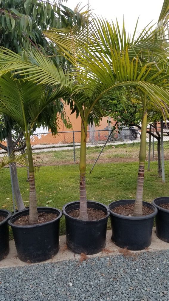 King palm trees 15gal 20 gal for Sale in San Diego, CA OfferUp