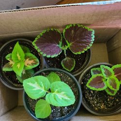 4 Beautiful Coleus Plants 4 Inch Pots 