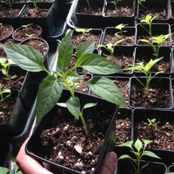 Hatch Green Chile Pepper Plants