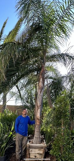 Queen Palms Trees Around 17ft Tall  10” Trunk Diameter 