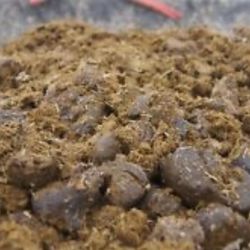 Fresh Horse Manure
