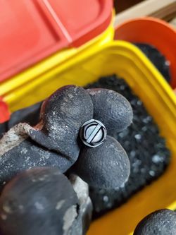 Screws (5 pound minimum)