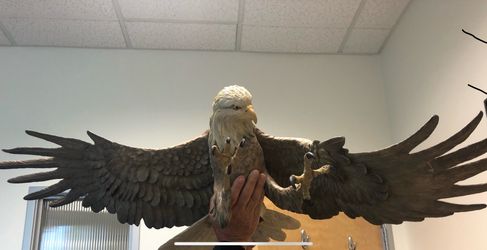 Salmon Run Wall Eagle