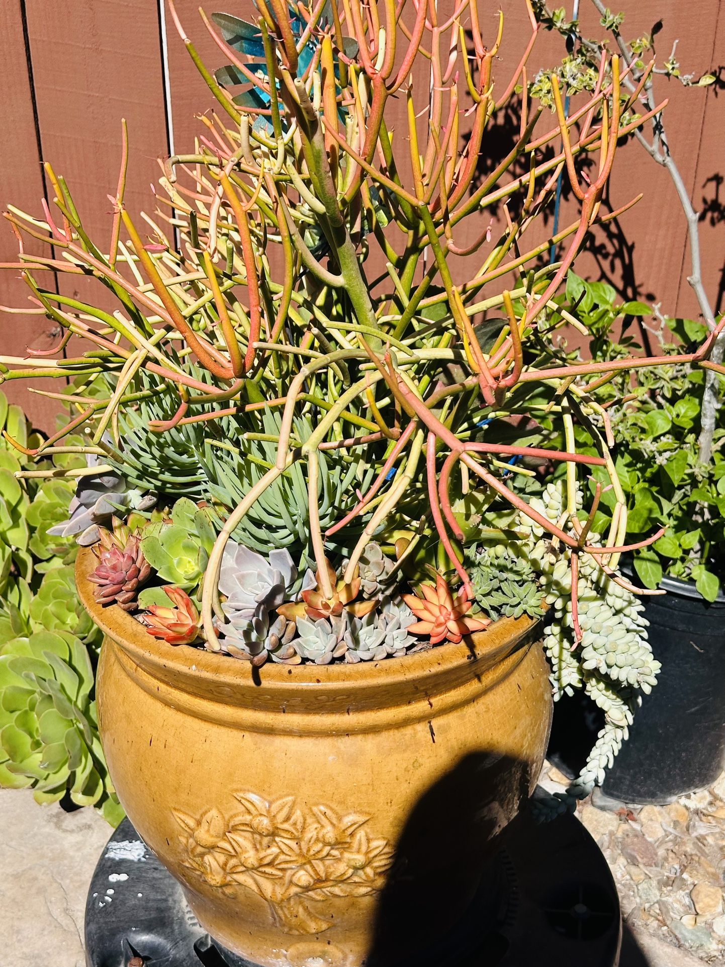 A Big Ceramic Pot Of Arrangements Succulents