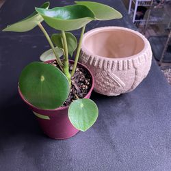 Peperomia 'Raindrop'  Plant 