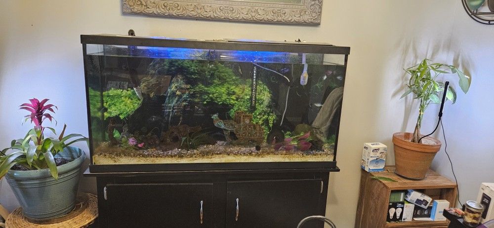 60 Gallon Aquarium and Cabinet