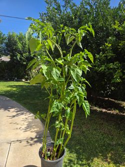 5 feet maraviya Plant