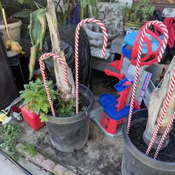 Christmas Canes