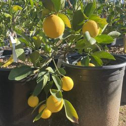 5 Gallon Size- Fruiting Age- Citrus Trees 