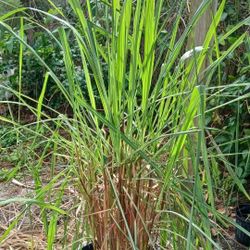 Lemongrass Plant