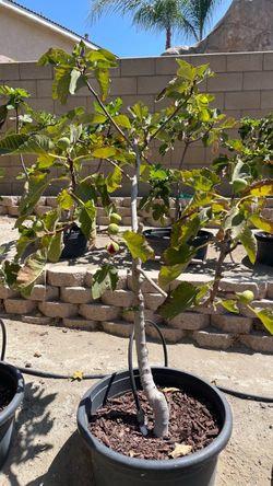 Fig Trees