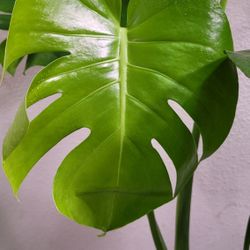 Monstera Madness Plant Sale