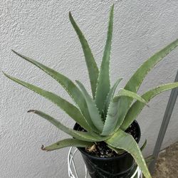 Aloe Vera Plant