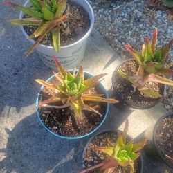 Plants For Sale ALOE