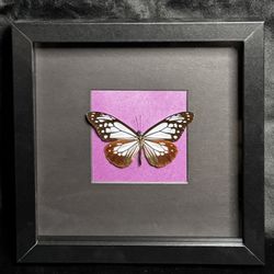 Framed Chestnut Tiger Butterfly