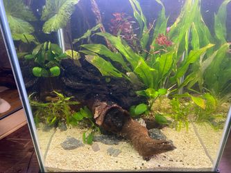 I0 gallon aquascape planted aquarium fish tank sold as pictured Includes light top filter, sand plants, Hardscape just as you see it in the picture