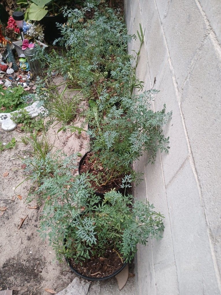 Plantas De Rudas Y Romero