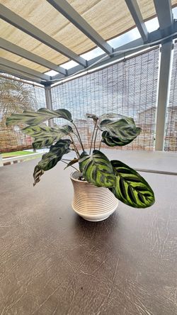 Maranta Prayer Plant in White Ribbed Pot