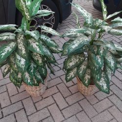  2 artificial Plants in basket 