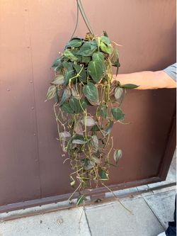 8” big philodendron Micans