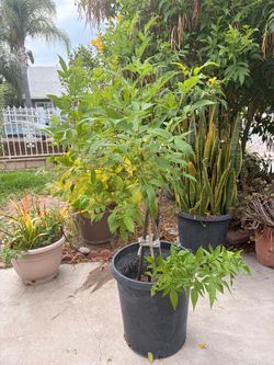 Yellow Elder (Tecoma stans) Potted Plant.