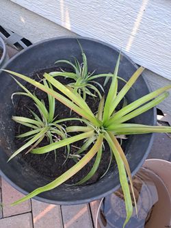 Pineapple plants