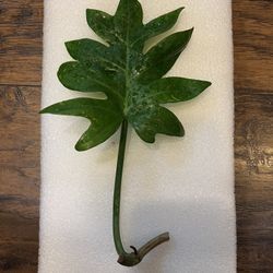 Philodendron Distantilobum Plant Cutting (pls Read Description Below)