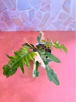 Philodendron Florida Beauty x Tortum Variegated Plant - 4inch WITH PON