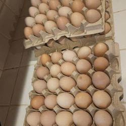 Fresh Eggs