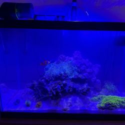 20 Gallon WAVE Fish Tank