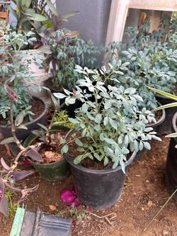 Ruda Planta