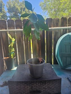 Young Avocado Tree